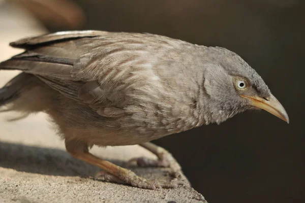 Parkta Taş Bir Yüzey Üzerinde Kahverengi Bir Turdoide — Stok fotoğraf