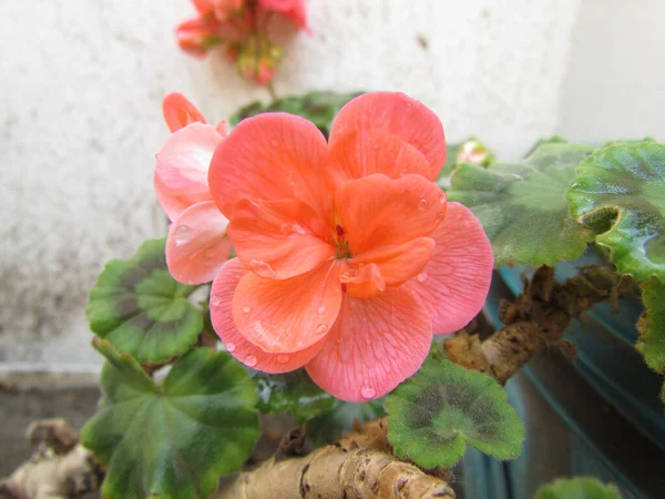 Angle Élevé Bégonias Orange Avec Des Feuilles Vertes Arrière Plan — Photo