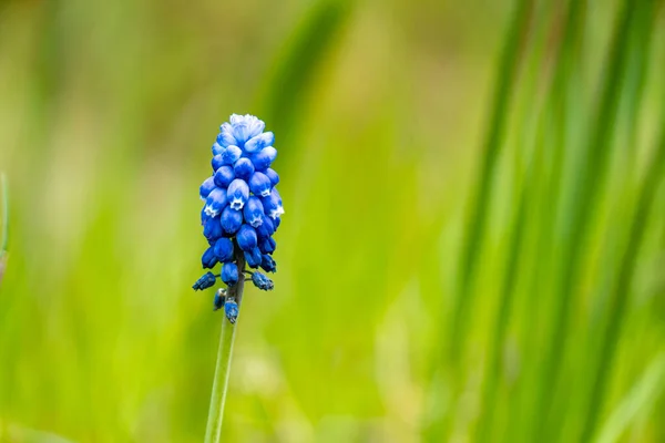 Foco Suave Belas Flores Jacinto Uva Azul Contra Fundo Verde — Fotografia de Stock