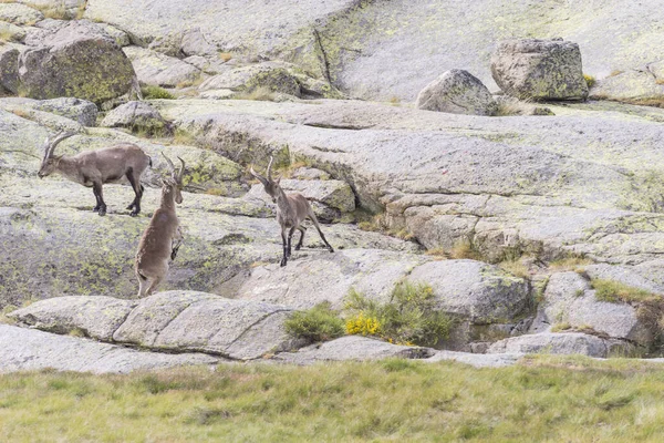 Capre Montagna Che Combattono Con Grandi Corna Nella Catena Montuosa — Foto Stock