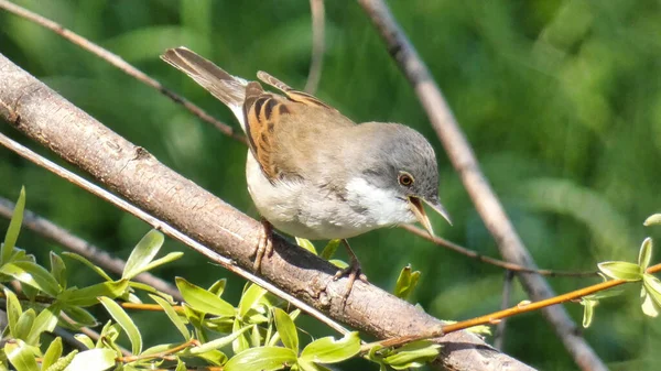 Zbliżenie Ujęcia Zezowatego Whitethroat Usiadł Gałęzi Drzewa — Zdjęcie stockowe