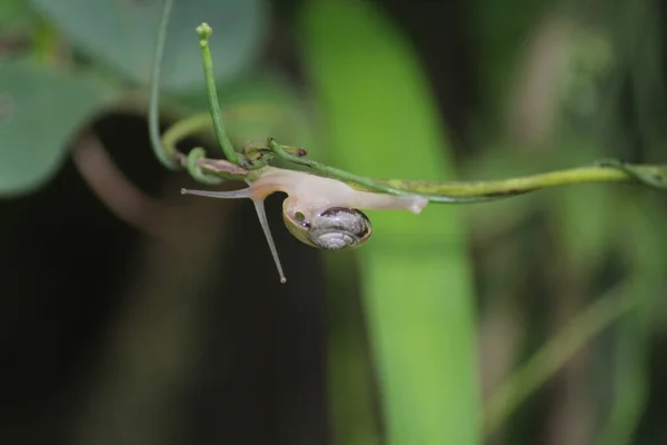 초록색 포도나무 거꾸로 기어다니는 달팽이의 — 스톡 사진