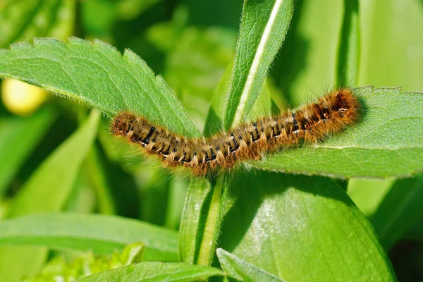 Primer Plano Oruga Grande Peluda Polilla Roble Eggar Lasiocampa Quercus — Foto de Stock