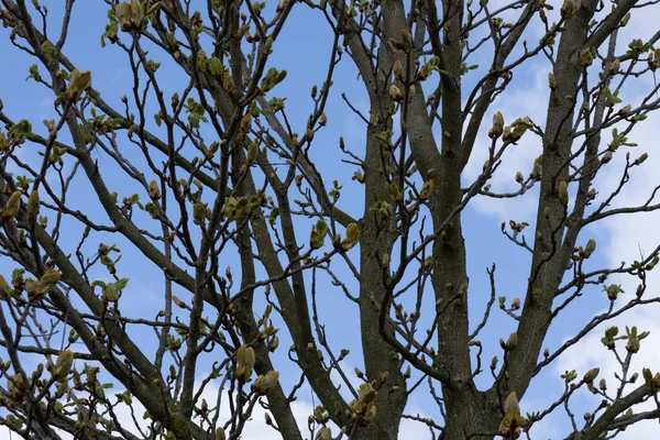 Närbild Unga Knoppar Som Gror Ett Bomullsträd Mot Klarblå Himmel — Stockfoto