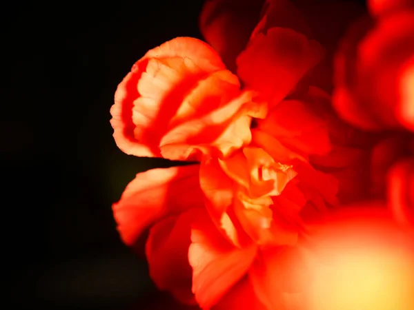 Primer Plano Horizontal Begonias Naranjas Rosadas Con Hermosos Pétalos Suaves — Foto de Stock
