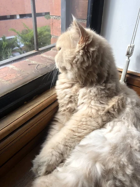 Een Verticaal Schot Van Een Schattige Pluizige Kat Kijkend Uit — Stockfoto