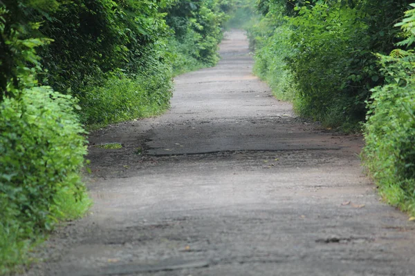 Ormandaki Yeşillikle Birlikte Boş Bir Asfalt Yol — Stok fotoğraf