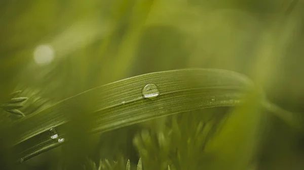 Zielony Liść Kropką Rosy Powierzchni — Zdjęcie stockowe