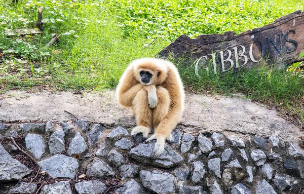 Primo Piano Una Scimmia Gibbon Seduta Sul Muro Thailandia Sud — Foto Stock