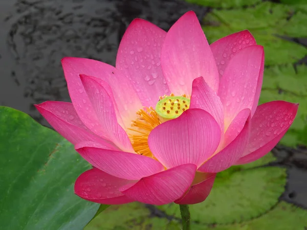 Güzel Pembe Bir Nilüfer Çiçeğinin Yakın Çekimi — Stok fotoğraf