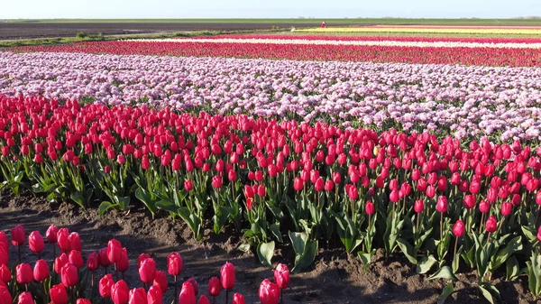 Ein Faszinierender Blick Auf Ein Feld Mit Hunderten Von Tulpen — Stockfoto