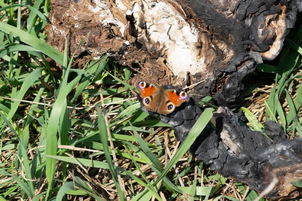 Zbliżenie Ujęcia Pawia Oko Motyl Spalonym Starym Drzewie Trawie — Zdjęcie stockowe