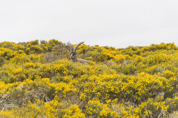 Una Capra Montagna Con Grandi Corna Nel Campo Fiorito Giallo — Foto Stock