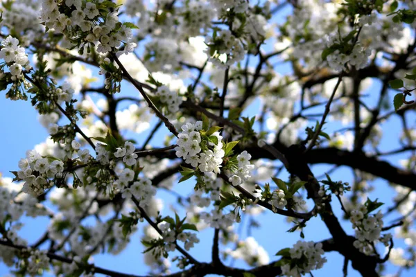 Bahçedeki Çiçek Açan Kiraz Ağacının Mavi Gökyüzü Arkaplanına Yakın Plan — Stok fotoğraf