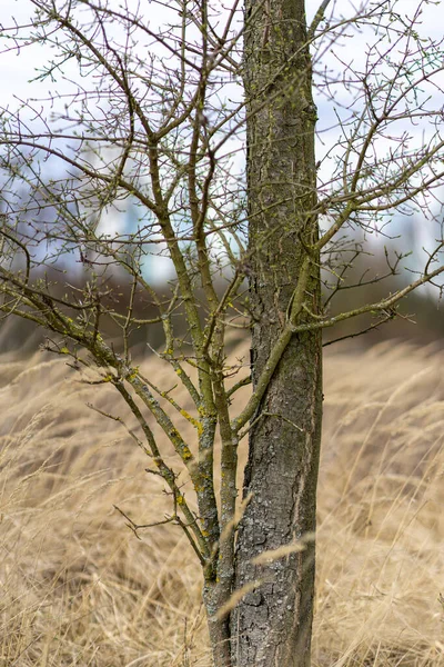 Una Toma Vertical Planta Marchita Junto Tronco Árbol Sobre Fondo — Foto de Stock