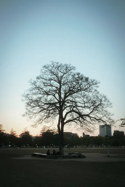Вертикальний Знімок Ізольованого Голого Листяного Дерева Парку Людьми Під Чистим — стокове фото