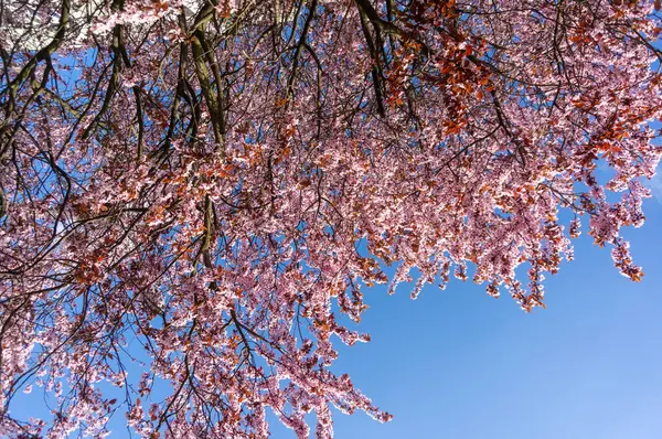 Tiro Ângulo Baixo Árvore Rosa Flor Cereja Sob Céu Claro — Fotografia de Stock