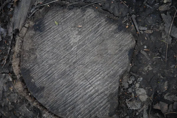 Верхний Вид Старой Текстуры Пня Дерева Природном Центре Эрни Миллера — стоковое фото