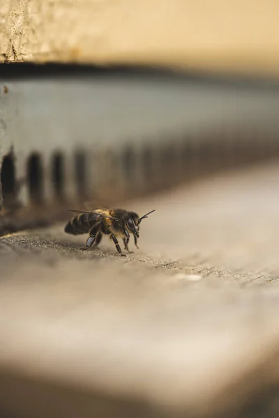 Крупним Планом Самотній Медовий Бджола Шорсткій Поверхні — стокове фото