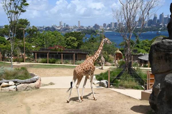 Güneşli Bir Yaz Gününde Hayvanat Bahçesinde Bir Zürafanın Yakın Plan — Stok fotoğraf