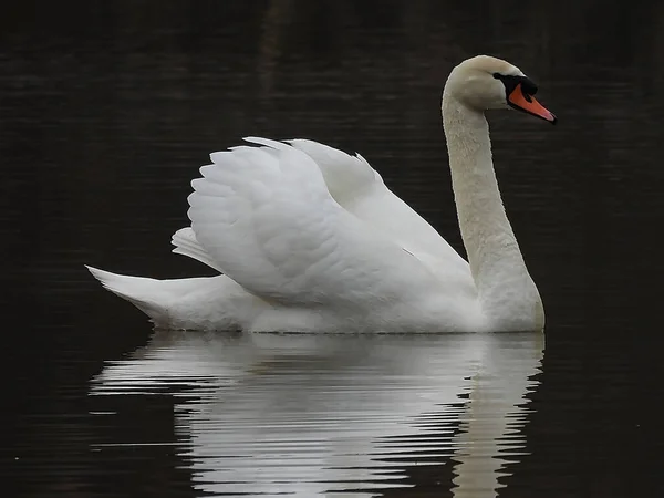 Gros Plan Cygne Muet Nageant Dans Lac Pendant Jour — Photo