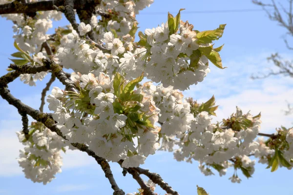 Gros Plan Cerisier Fleurs Dans Jardin Sur Fond Ciel Bleu — Photo