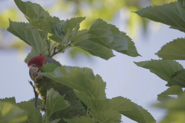 Närbild Rödkrönt Amazon Amazona Viridigenalis Papegoja Gömd Bladverket — Stockfoto