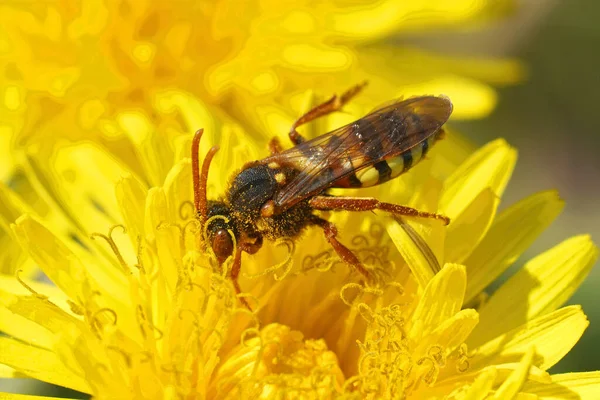 Une Abeille Nomade Femelle Cleptoparasite Latbury Nomada Lathburiana Sirotant Nectar — Photo