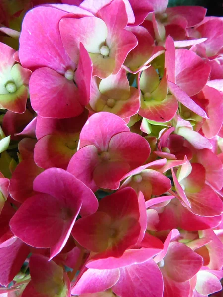 Крупним Планом Знімок Красивих Рожевих Зелених Квітів Великого Листя — стокове фото