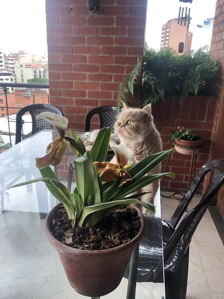 Vertical Shot Flower Pot Front Fluffy Cat Balcony Daylight — Stock Photo, Image