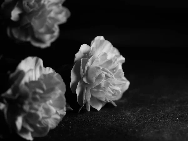 Monochrome Closeup Shot Roseform Begonias Beautiful Soft Petals Dark Background — Stock Photo, Image
