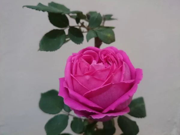 Macroplano Una Rosa Rosada Con Hojas Verdes Perfecto Para Fondo — Foto de Stock