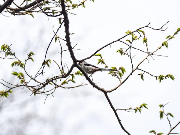 Long Tailed Tit Perched Tree Branch — Φωτογραφία Αρχείου