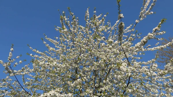 Der Blühende Baum Prunus Avium Mazzardkirsche — Stockfoto