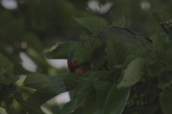 Egy Közeli Kép Vörös Koronás Amazon Amazona Viridigenalis Papagáj Rejtett — Stock Fotó
