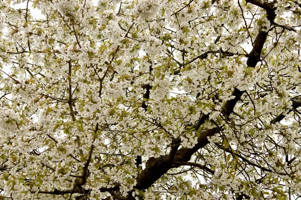 Belo Tiro Uma Árvore Com Flores Flor Branca — Fotografia de Stock