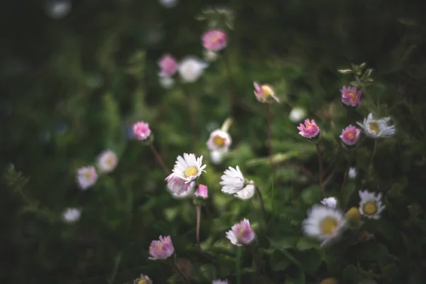 Bei Fiori Camomilla Campo — Foto Stock