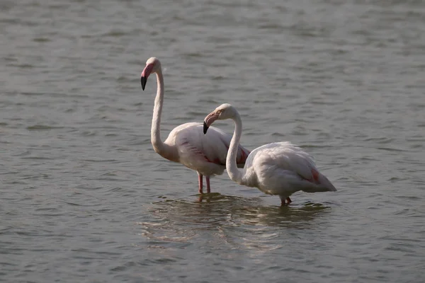 Beautiful White Greater Flamingoes Lake — Stock Photo, Image