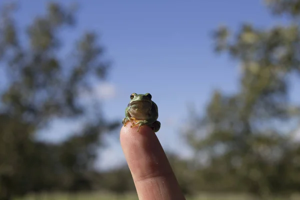 Closeup Shot Frog Hand — Stock Photo, Image