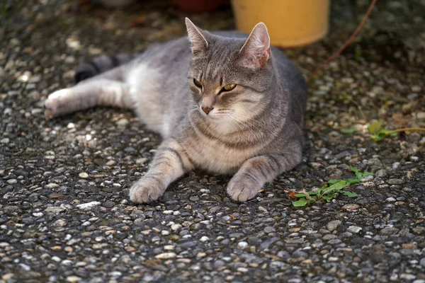 Parkta Dinlenen Şişman Bir Kedi Yavrusunun Yakın Çekimi — Stok fotoğraf