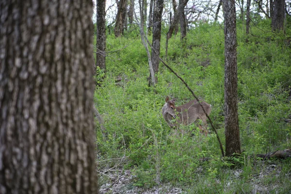 Veado Caminhando Floresta Ernie Miller Nature Center Olathe Kansas — Fotografia de Stock