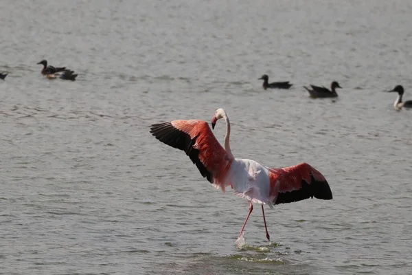 Belo Flamingo Branco Maior Com Asas Abertas Lago — Fotografia de Stock