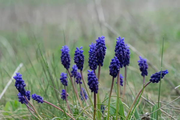 在乡间一片开阔的田野里 一张深蓝色的毒蛇蝴蝶花的特写照片 — 图库照片