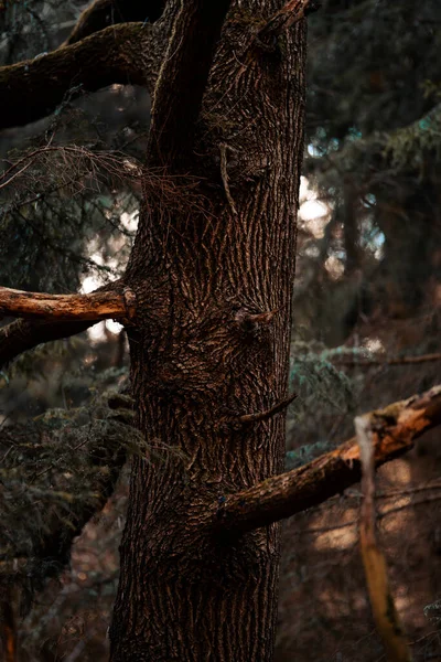 Eine Vertikale Aufnahme Eines Alten Baumes Einem Schönen Einsamen Wald — Stockfoto