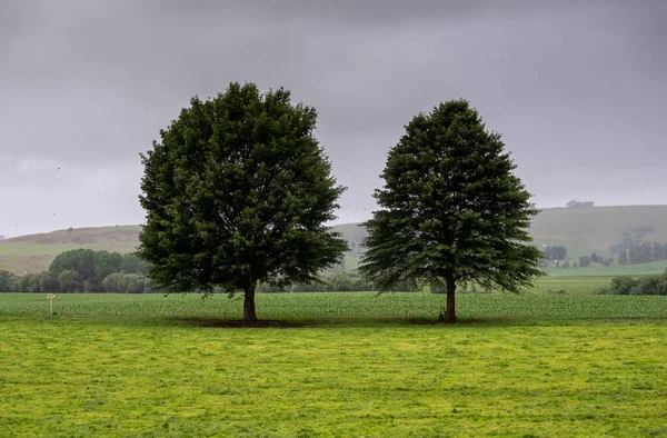 Twee Bomen Een Weiland Een Regenachtige Dag — Stockfoto