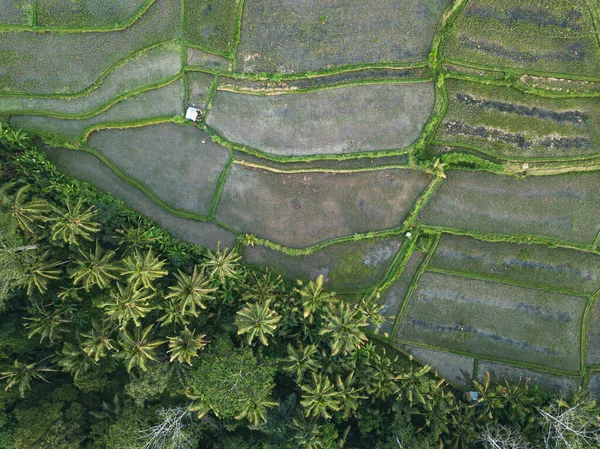 Aerial View Green Grassland Rice Terraces Singapore — Stock Photo, Image