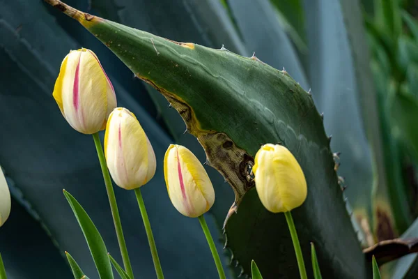 Een Closeup Van Een Prachtige Gele Tulp Knoppen Bij Een — Stockfoto