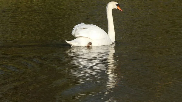 Cigno Muto Solitario Che Galleggia Sulla Superficie Dell Acqua — Foto Stock