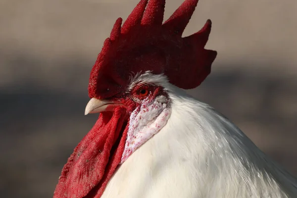 ぼやけた背景に鶏の頭のクローズアップショット — ストック写真