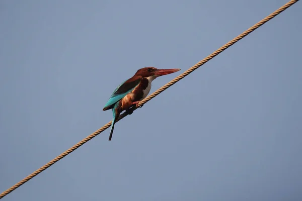 Beyaz Boğazlı Bir Kingfisher Halata Tünemiş — Stok fotoğraf